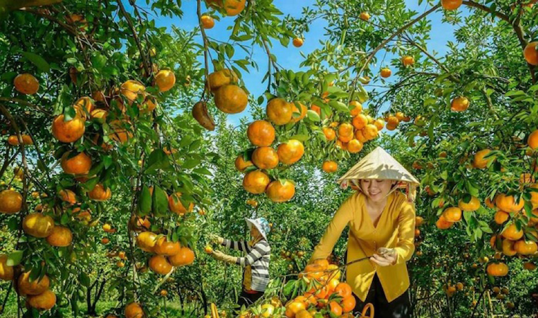 Quýt Hồng Lai Vung - Đặc Sản Trái Cây Nổi Tiếng Đồng Bằng Sông Cửu Long Gallery 2