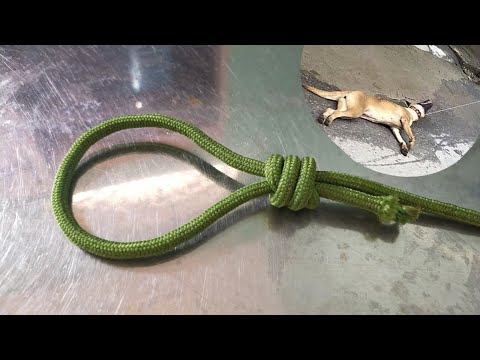Cách Bắt Chó Đơn Giản
