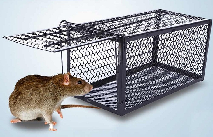 Cách Bắt Chuột Trong Nhà Hiệu Quả và An Toàn