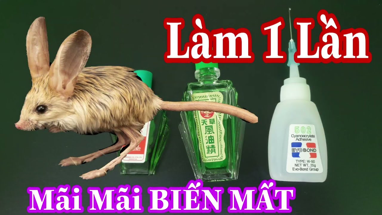 Cách Bắt Chuột Trong Nhà Hiệu Quả và An Toàn Gallery 2
