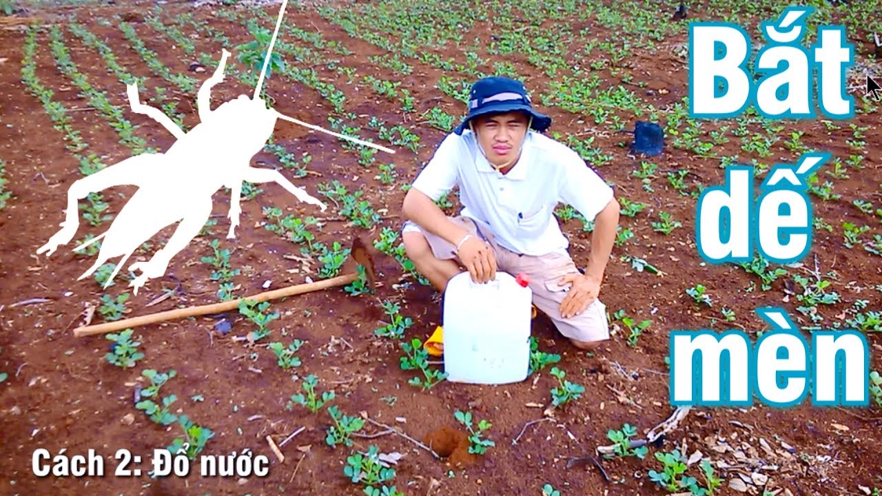 Cách Bắt Dế Mèn Hiệu Quả