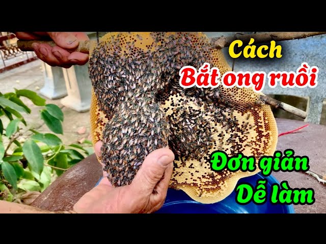Cách Bắt Ong Ruồi