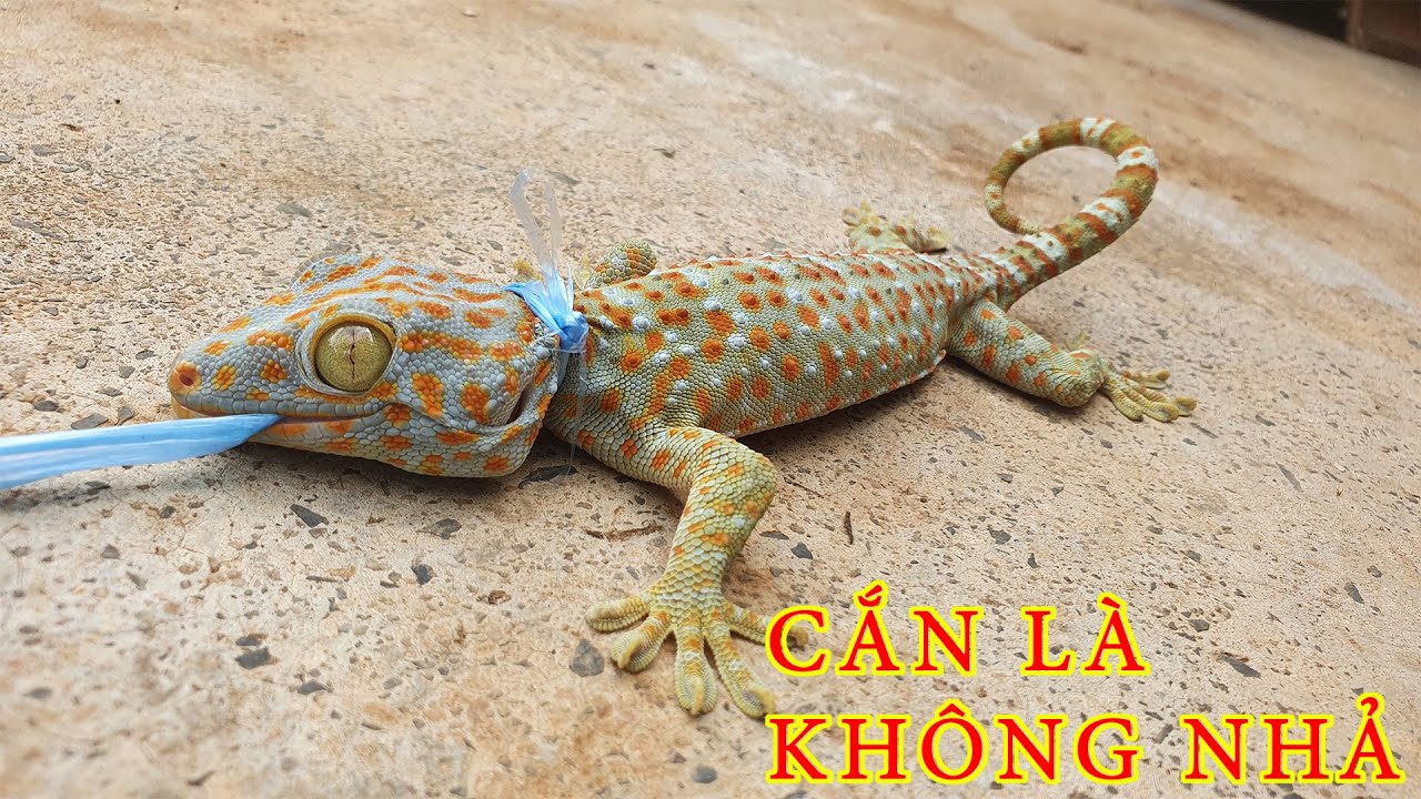 Cách Bắt Tắc Kè