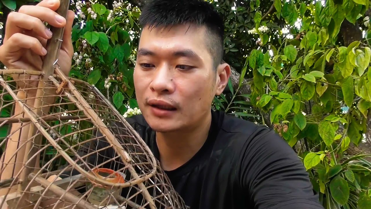 Cách Bẫy Chào Mào Không Cần Mồi