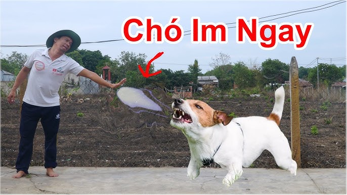 Cách Biến Thành Con Chó