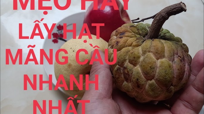 Cách Bổ Mãng Cầu Đơn Giản, Nhanh Chóng và Hiệu Quả Gallery 1
