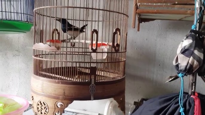 Cách Bố Trí Cầu Cho Chòe Than