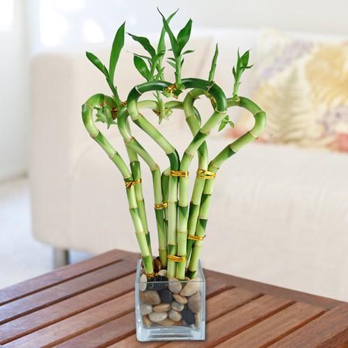Cách Cắm Cây Phát Lộc Tươi Lâu Gallery 2