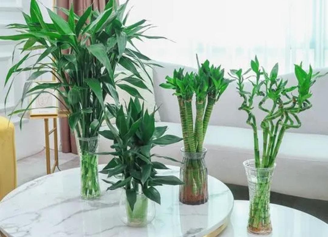 Cách Cắm Cây Phát Lộc Tươi Lâu
