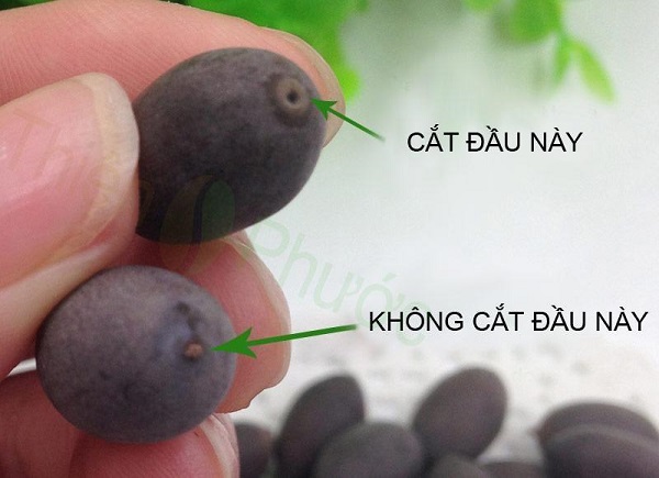 Cách Cắt Đầu Hạt Sen Để Trồng
