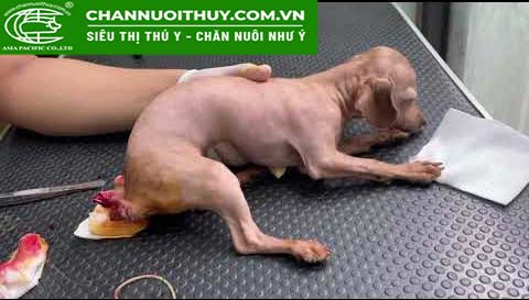 Cách Cắt Đuôi Chó Lớn