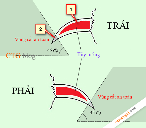 Cách Cắt Móng Chân Cho Chó An Toàn và Hiệu Quả Gallery 2