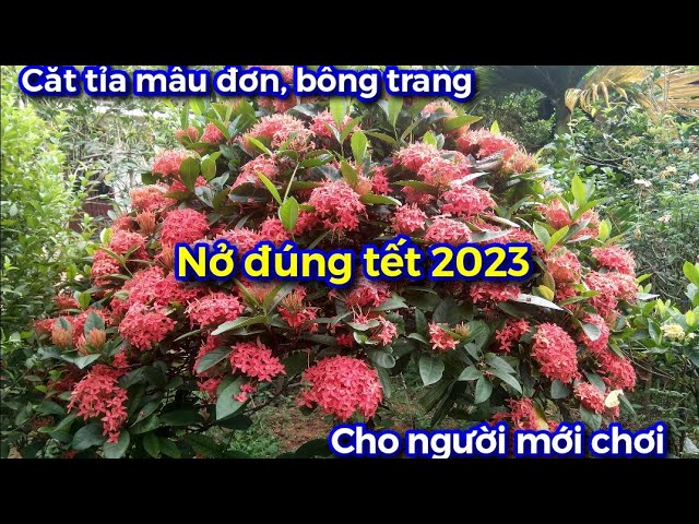 Cách Cắt Tỉa Cây Bông Trang Gallery 2