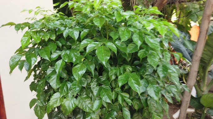 Cách Cắt Tỉa Cây Hạnh Phúc