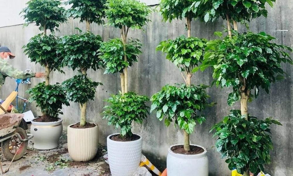 Cách Cắt Tỉa Cây Hạnh Phúc Gallery 2