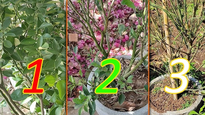 Cách Cắt Tỉa Cây Quất Đơn Giản, Hiệu Quả Gallery 2