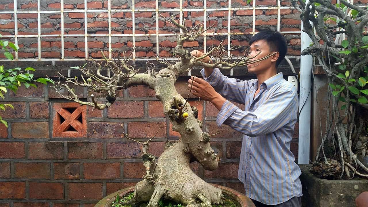 Cách Cắt Tỉa Cây Sung Cảnh Đẹp Mắt Và Sinh Trưởng Tốt