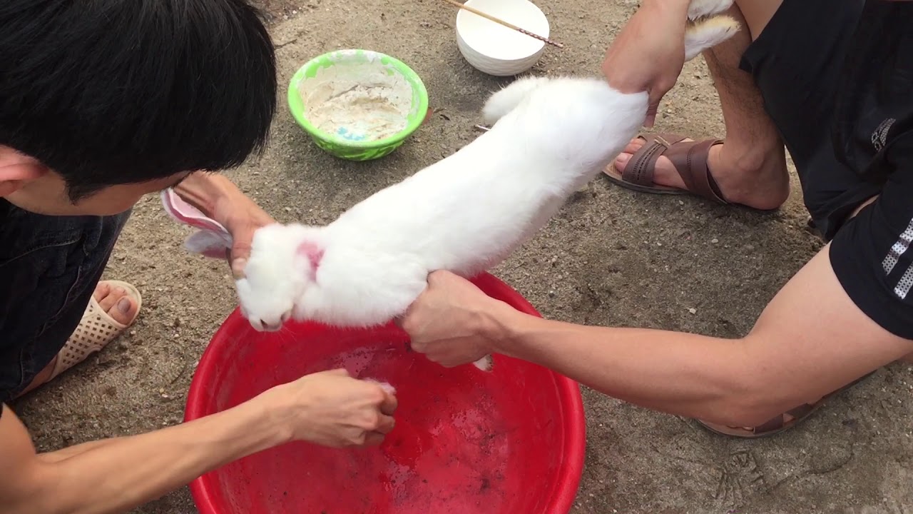Cách Cắt Tiết Canh Thỏ