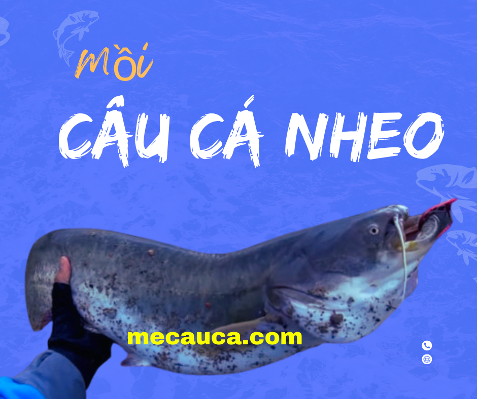 Cách Câu Cá Nheo Hiệu Quả