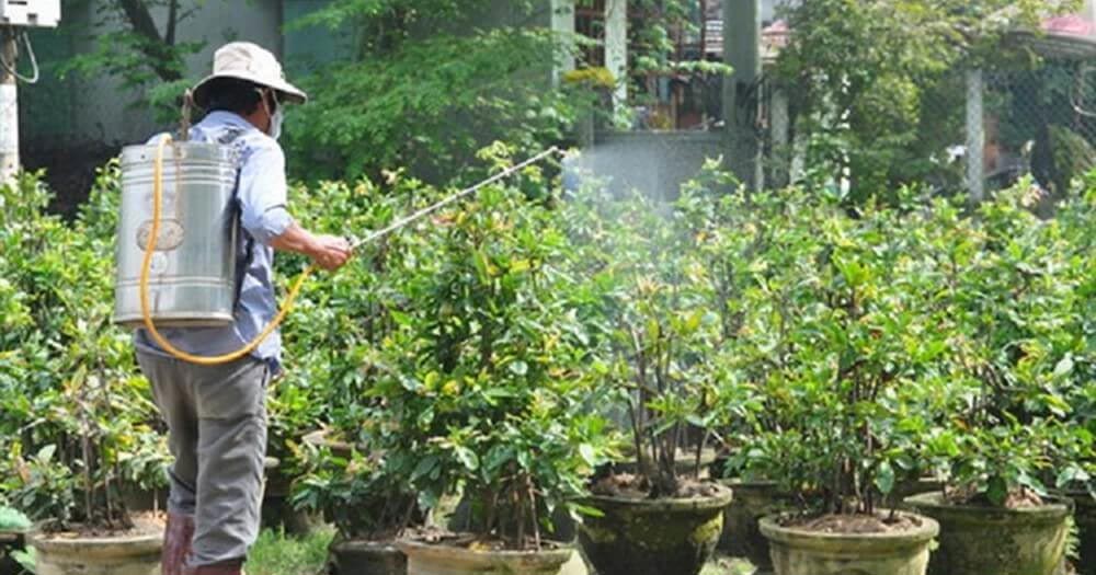 Cách Chăm Sóc Cây Mai Vàng Đơn Giản Mà Hiệu Quả