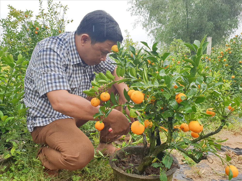 Cách Chăm Sóc Cây Quất Sau Tết Để Cây Xanh Tươi, Trĩu Quả Năm Sau