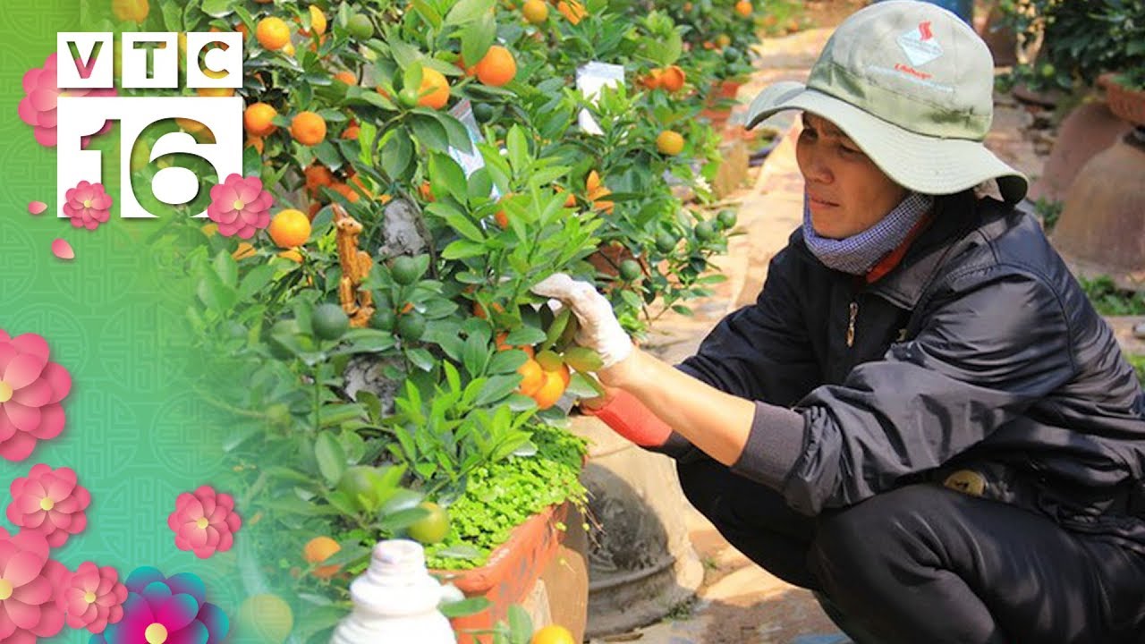 Cách Chăm Quất Chơi Tết Đẹp, Xanh Tươi Tết Nguyên Đán
