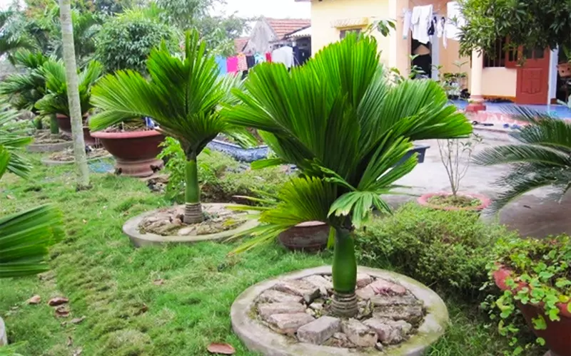 Cau lùn tứ quý Gallery 2