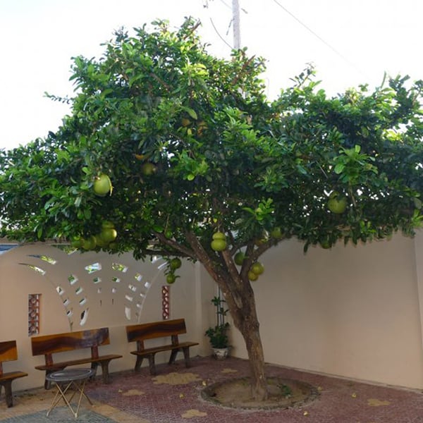 Cây Bóng Mát Sân Vườn: Tạo Không Gian Xanh Mát, Thoáng đãng Gallery 2