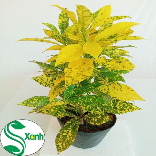 Cây cảnh lá vàng: Làm sao chọn được cây ưng ý? Gallery 2