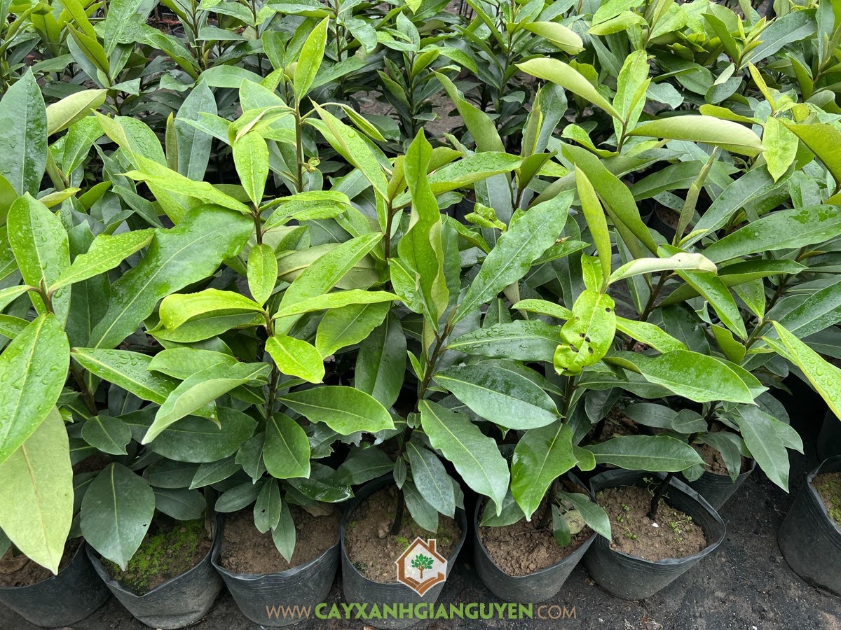 Cây Đào Hồng Nhung: Đặc điểm, ý nghĩa và cách chăm sóc Gallery 2