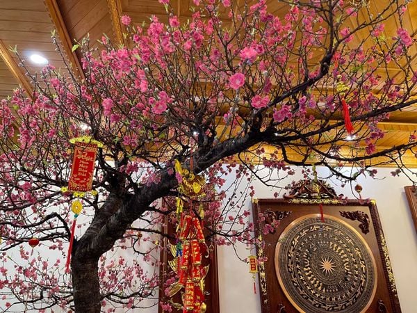 Cây Đào Tết Đẹp Gallery 2