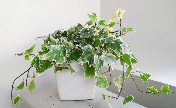 Cây Dây Leo Trồng Chậu: Hướng Dẫn Chọn Loại và Chăm Sóc Gallery 2