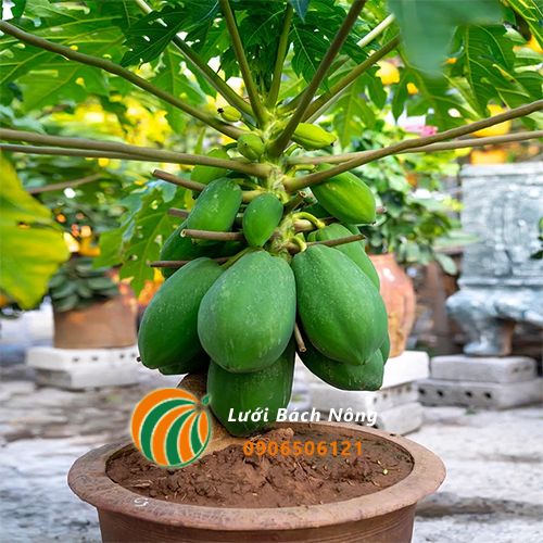 Cây Đu Đủ Cảnh: Làm Đẹp Không Gian Sống Của Bạn Gallery 2