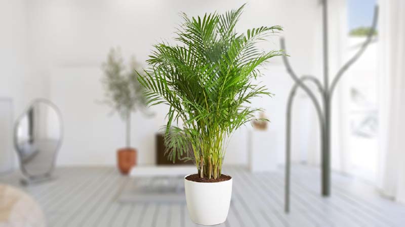 Cây Dừa Nước Cảnh: Làm Sao Để Chọn Và Chăm Sóc? Gallery 2