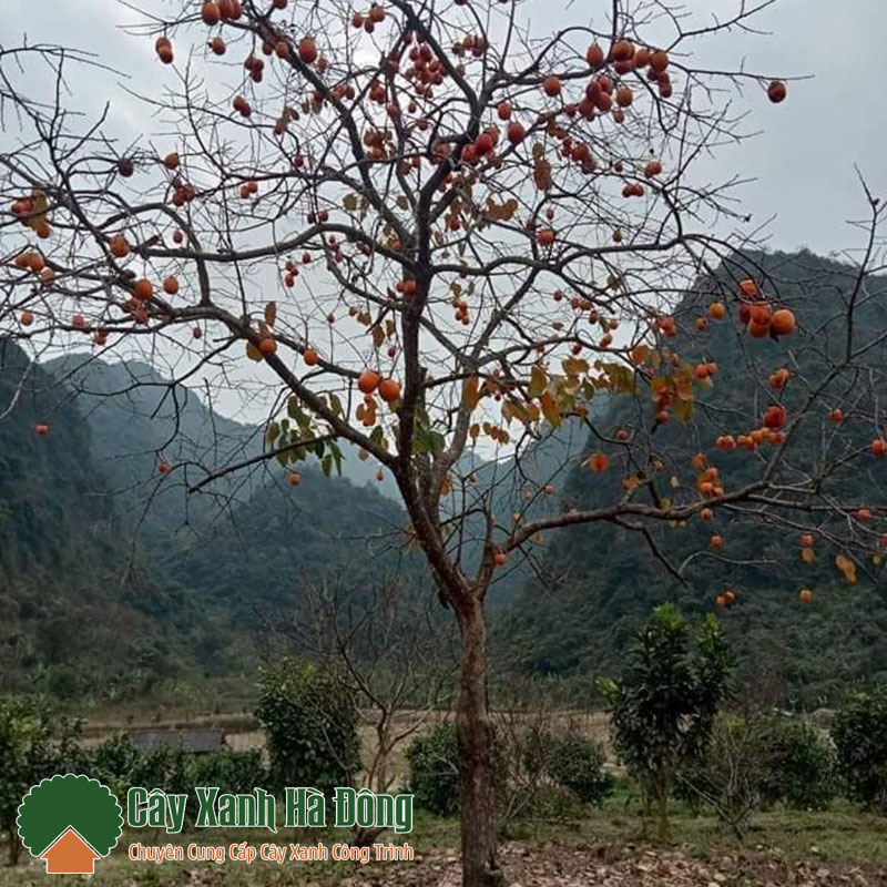 Cây Hồng Quả Chơi Tết - Gợi Ý Chọn Cây Đẹp, Đảm Bảo May Mắn Gallery 2