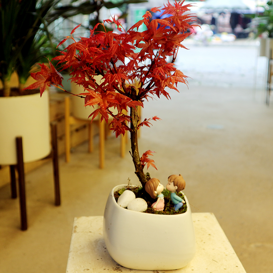 Cây Lá Đỏ Để Bàn Gallery 2