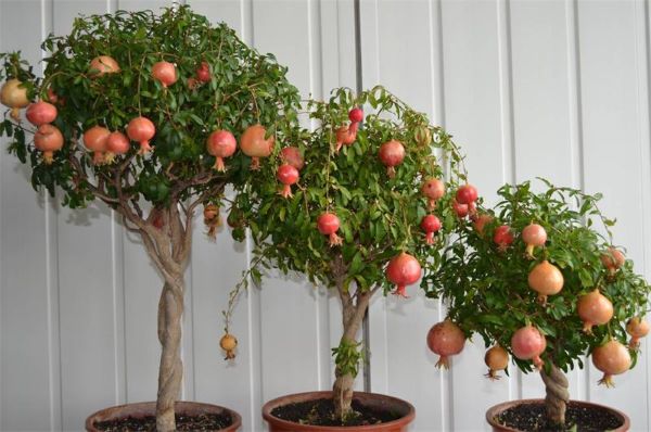 Cách Chăm Sóc Cây Lựu Trồng Trong Chậu