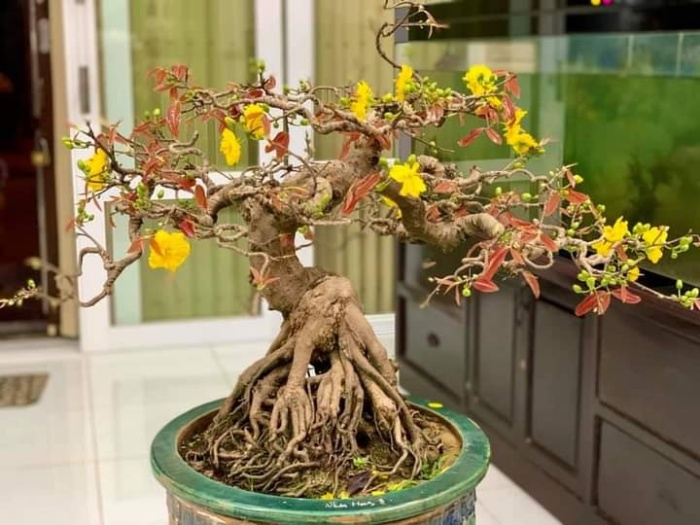Cây Mai Dáng Bay: Đặc Điểm, Cách Chăm Sóc và Giá Trị Gallery 2