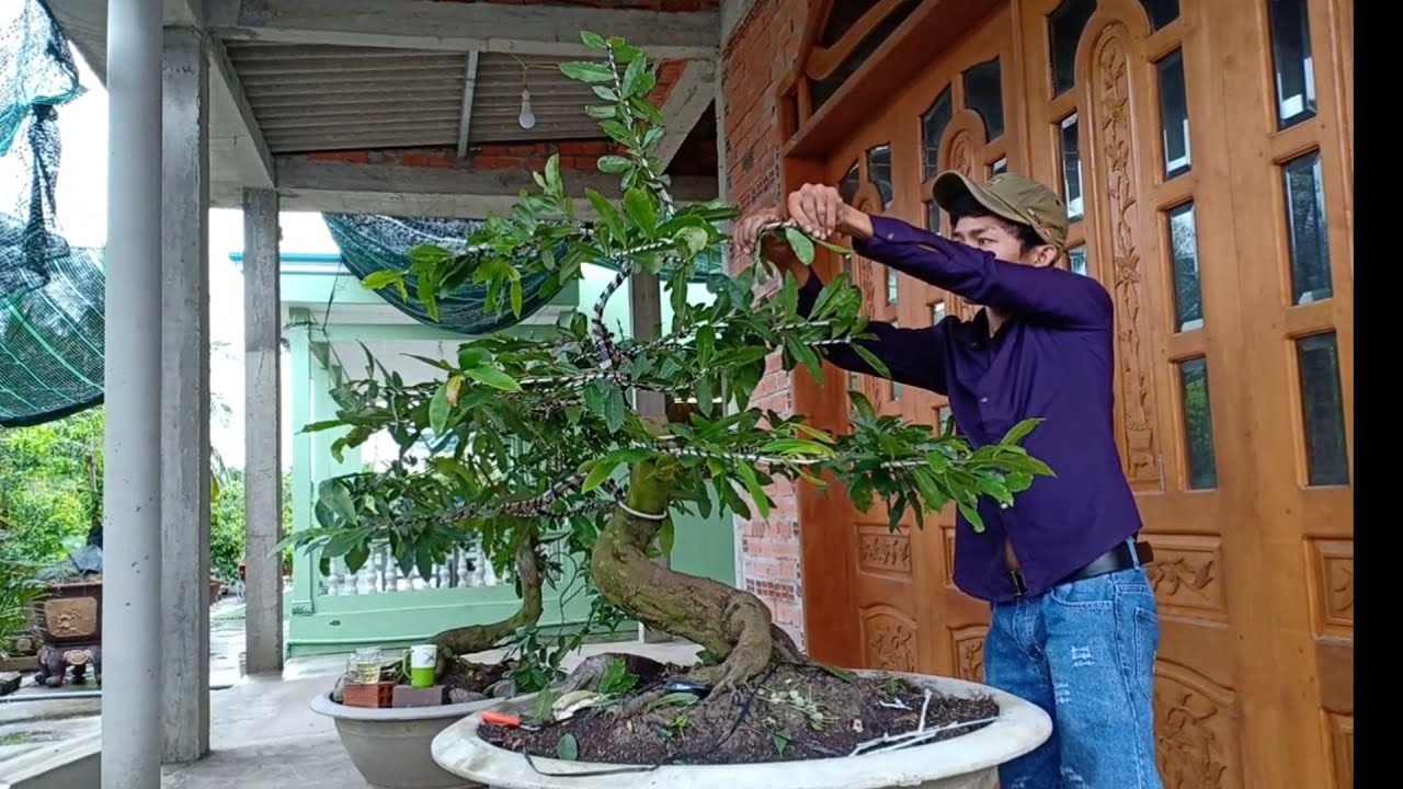 Cây Mai Dáng Trực Lắc - Uy Nghiêm Mà Uyển Chuyển Gallery 2