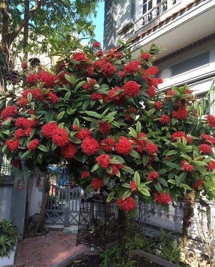 Cây Mẫu Đơn Đẹp Gallery 2