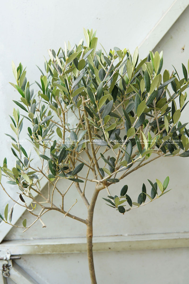 Cây Ô Liu Màu Trắng Gallery 2