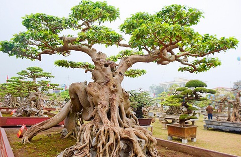 Cây Sanh Nam Điền Đẹp Gallery 2