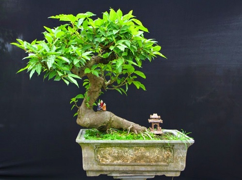 Cây Sung Cảnh Đẹp Gallery 2