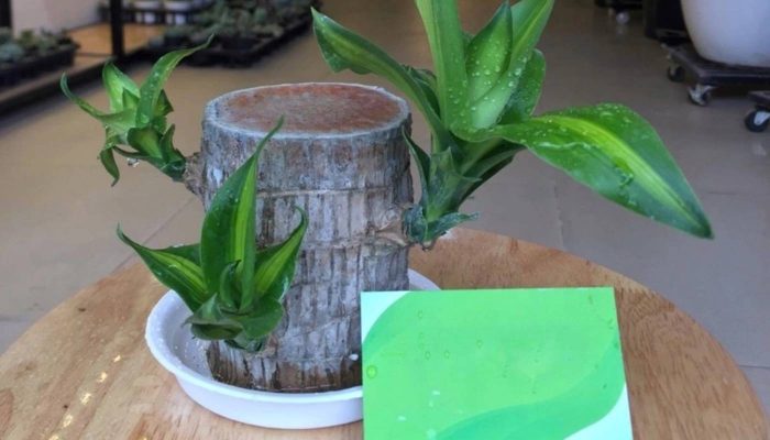 Chậu Cây Thiết Mộc Lan: Hương Thơm Quyến Rũ, Không Gian Sang Trọng Gallery 2