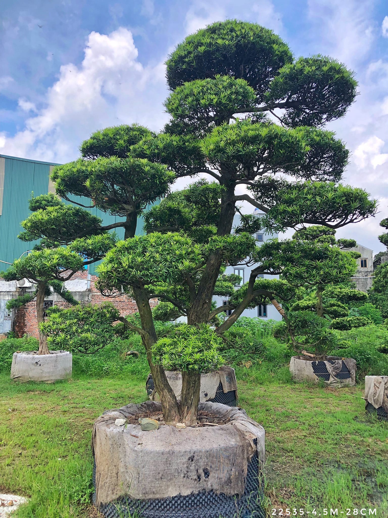 Cây Giống Tùng La Hán Nhật Bản Gallery 2