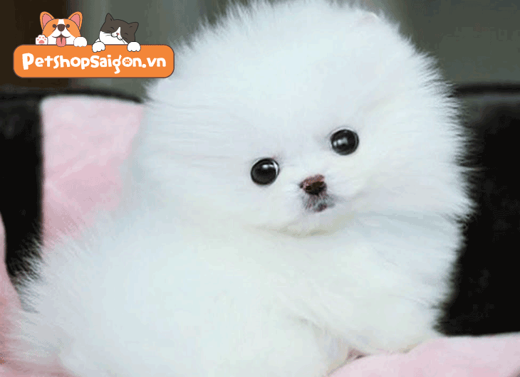 Chó Cute Dễ Thương: Hình Ảnh và Thông Tin Đáng Yêu Gallery 2