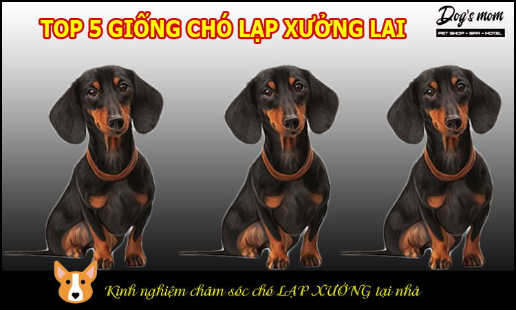 Chó Lạp Xưởng Lai Chó Cỏ: Đặc Điểm, Tính Cách và Cách Chăm Sóc Gallery 2
