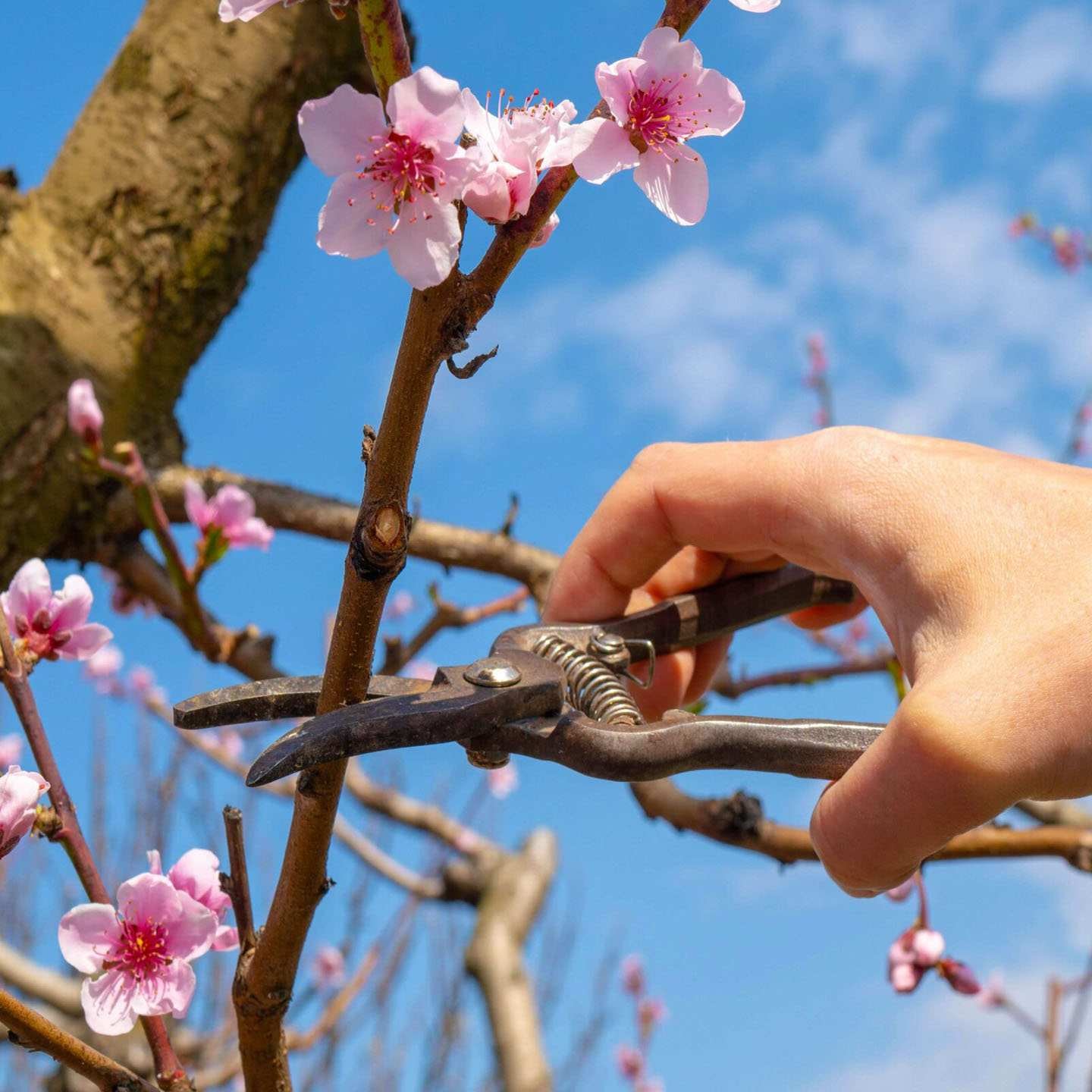 Cách Chăm Sóc Đào Tết Đẹp, Nở Rộ Cả Tết