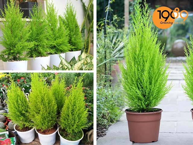 Cây Tùng Thơm Sống Được Bao Lâu? Gallery 2