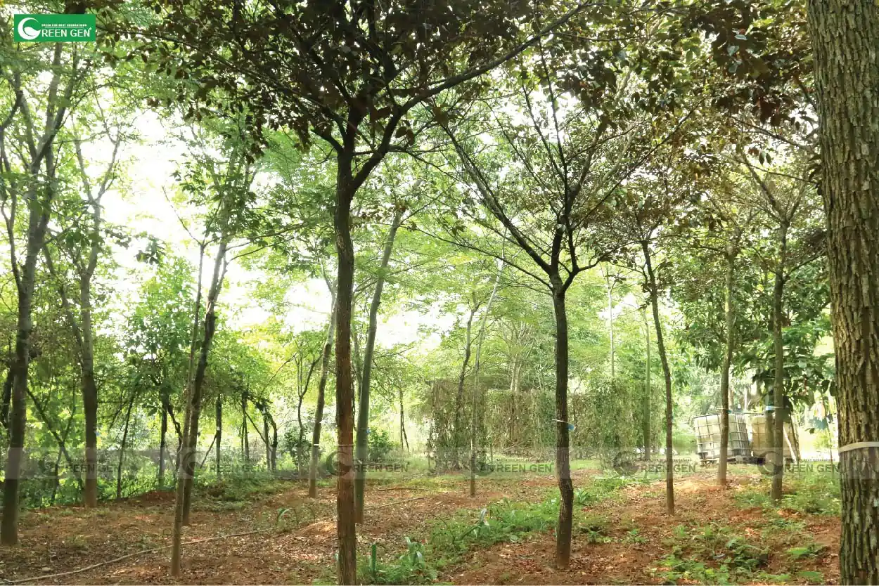 Cây Vú Sữa Đẹp Gallery 2